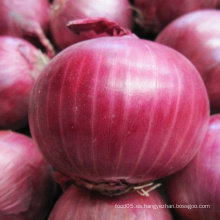 Nuevo cebolla roja fresca del nuevo cultivo de la alta calidad (los 3-5cm)